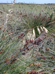 Bromus auleticus