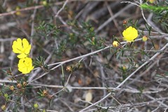 Hibbertia lineata