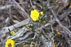 Hibbertia lineata