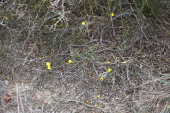 Hibbertia lineata