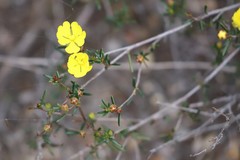 Hibbertia lineata
