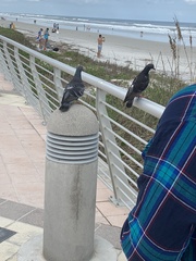 Columba livia domestica