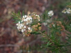 Sannantha similis