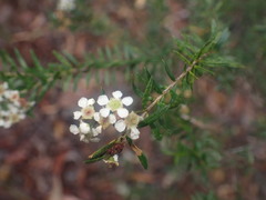 Sannantha similis