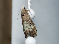 Heteromicta tripartitella