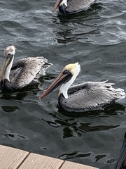 Pelecanus occidentalis