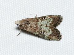 Heteromicta tripartitella