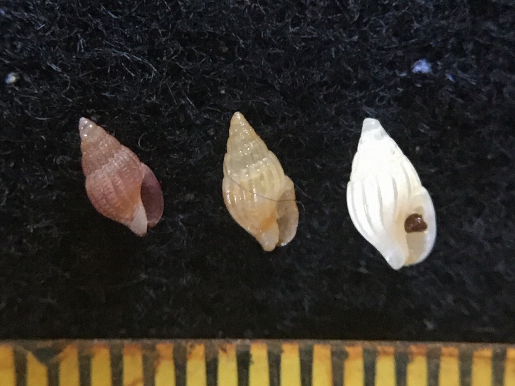 Anachis isabellei