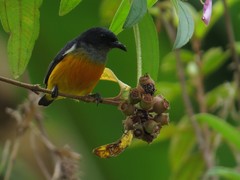 Dicaeum trigonostigma