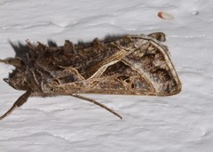 Autographa flagellum