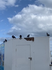 Columba livia domestica