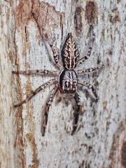 Adoxotoma nodosa
