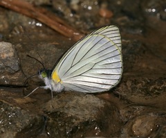 Leptophobia tovaria