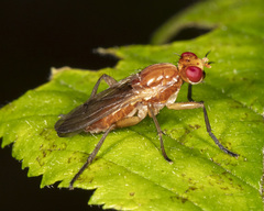 Sciomyza aristalis