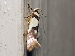 Macrobathra chrysotoxa