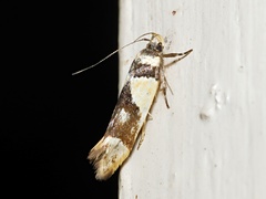 Macrobathra chrysotoxa