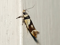 Macrobathra chrysotoxa