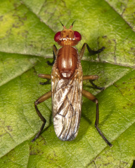 Sciomyza aristalis