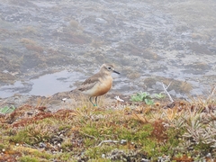 Charadrius obscurus obscurus