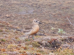 Charadrius obscurus obscurus