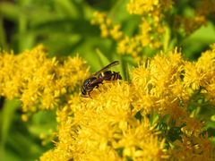 Ancistrocerus antilope