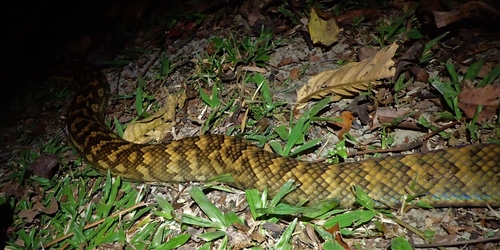 Australian Scrub Python sighting