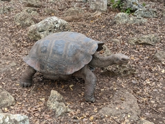 Chelonoidis niger vandenburghi