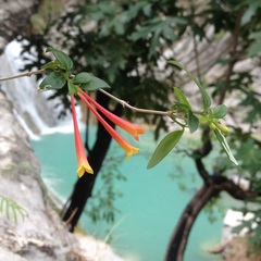 Bouvardia chrysantha