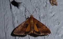 Uresiphita maorialis