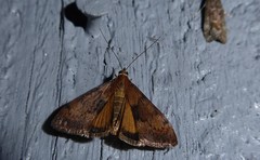 Uresiphita maorialis