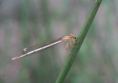 Platycnemis subdilatata