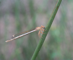 Platycnemis subdilatata