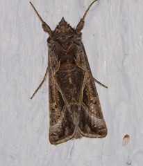 Autographa flagellum