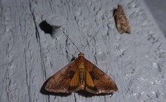 Uresiphita maorialis