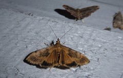 Uresiphita maorialis