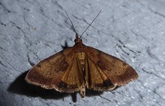 Uresiphita maorialis