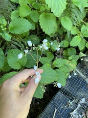 Jovellana sinclairii