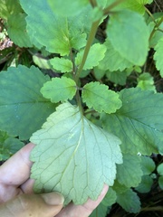 Jovellana sinclairii