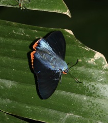 Chalypyge zereda