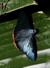 Chalypyge zereda