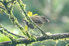Euphonia anneae