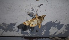Leucinodes cordalis