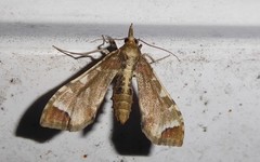 Leucinodes cordalis