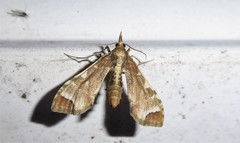 Leucinodes cordalis