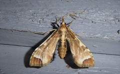 Leucinodes cordalis