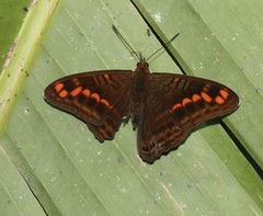 Adelpha levona