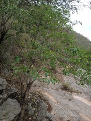 Tabernaemontana tomentosa