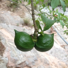 Tabernaemontana tomentosa