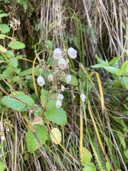 Jovellana sinclairii
