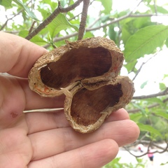 Tabernaemontana tomentosa